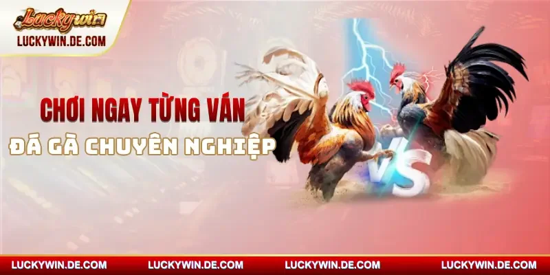 Tham gia những ván đá gà truyền thống lẫn hiện đại